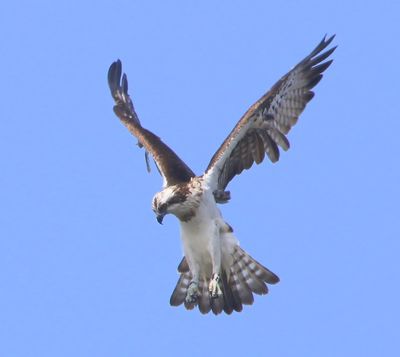 Visarend - Osprey