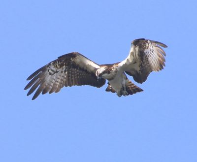 Visarend - Osprey