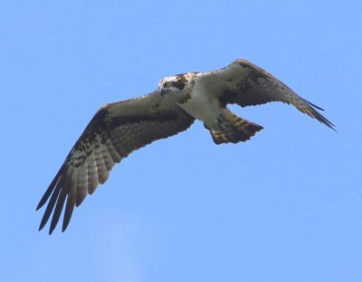 Visarend - Osprey