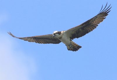Visarend - Osprey