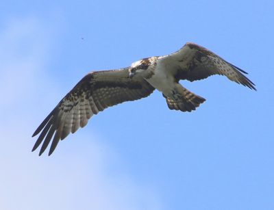 Visarend - Osprey