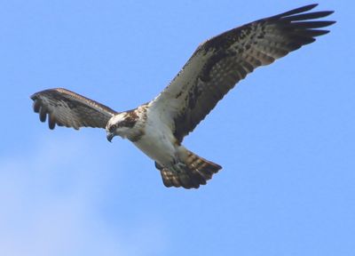 Visarend - Osprey