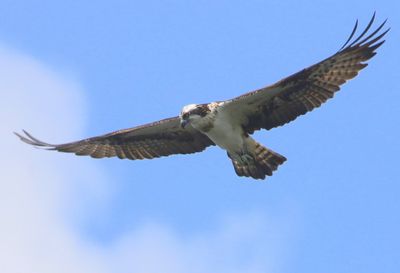Visarend - Osprey