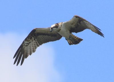 Visarend - Osprey