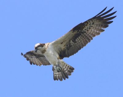 Visarend - Osprey