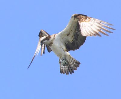Visarend - Osprey