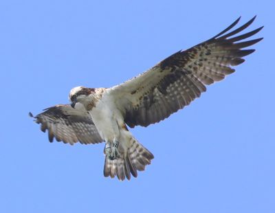 Visarend - Osprey