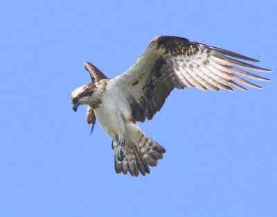 Visarend - Osprey