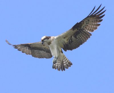 Visarend - Osprey