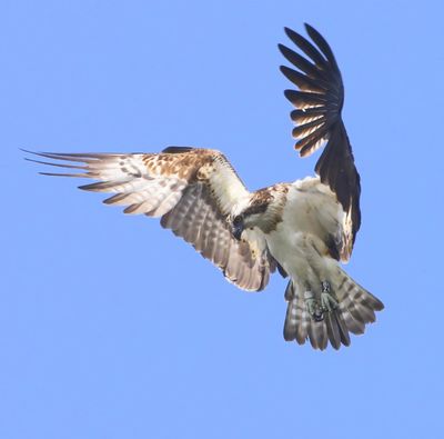 Visarend - Osprey