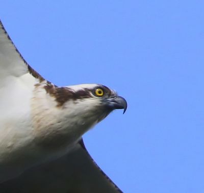 Visarend - Osprey