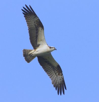 Visarend - Osprey
