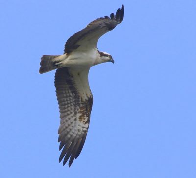 Visarend - Osprey