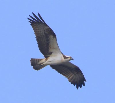 Visarend - Osprey