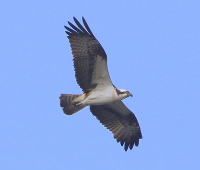 Visarend - Osprey