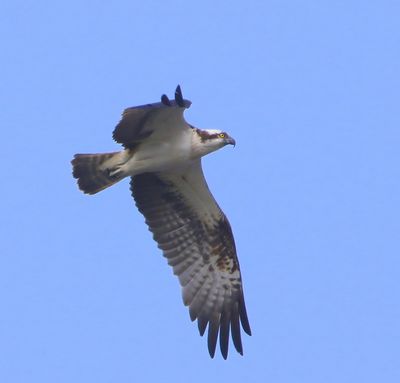 Visarend - Osprey