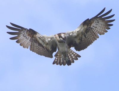 Visarend - Osprey