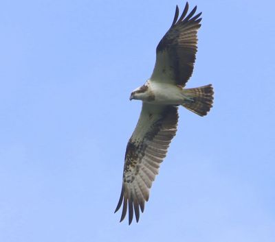 Visarend - Osprey