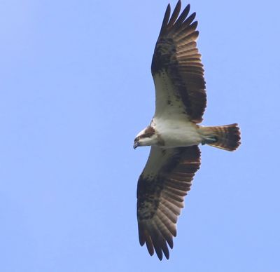 Visarend - Osprey