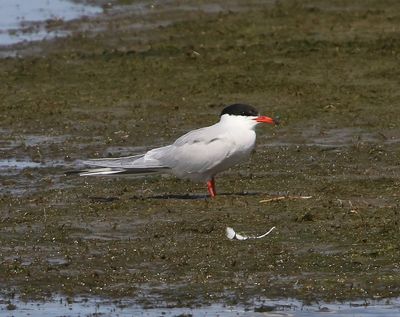 Visdief - Common Tern
