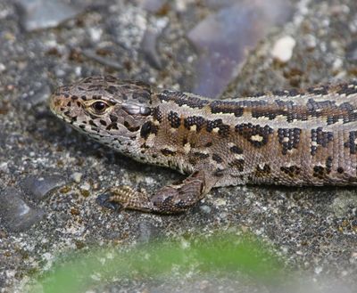 Zandhagedis - Sand Lizard