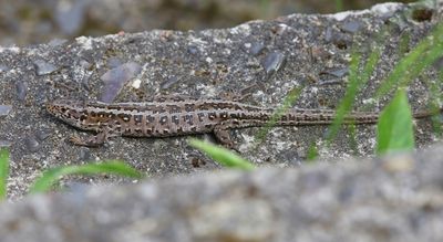 Zandhagedis - Sand Lizard