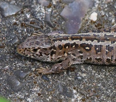 Zandhagedis - Sand Lizard