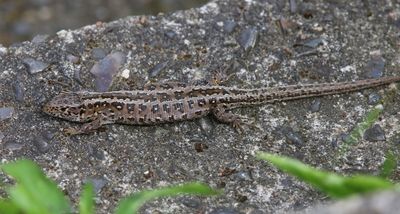 Zandhagedis - Sand Lizard