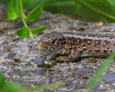 Zandhagedis - Sand Lizard