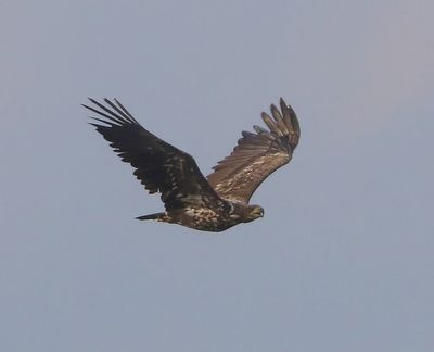 Zeearend - White-tailed Eagle