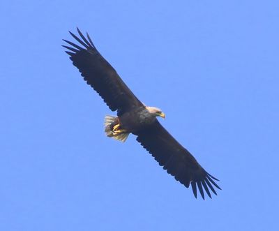 Zeearend - White-tailed Eagle