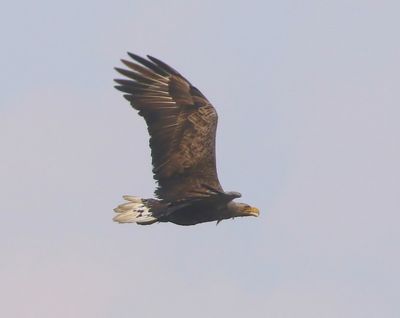 Zeearend - White-tailed Eagle