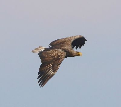 Zeearend - White-tailed Eagle