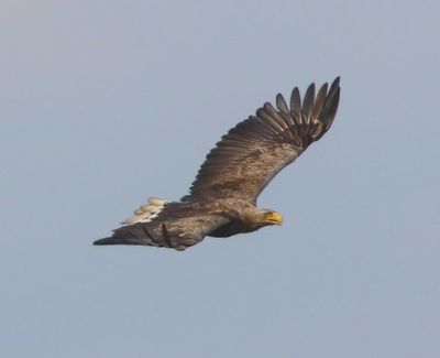 Zeearend - White-tailed Eagle