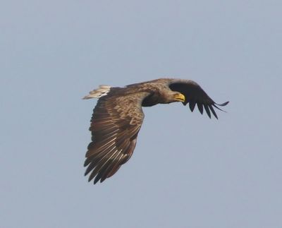 Zeearend - White-tailed Eagle