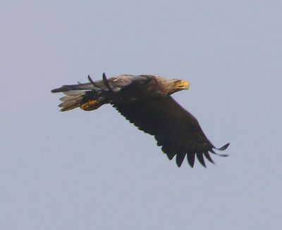 Zeearend - White-tailed Eagle