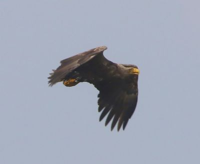 Zeearend - White-tailed Eagle