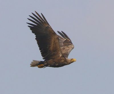 Zeearend - White-tailed Eagle