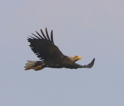 Zeearend - White-tailed Eagle
