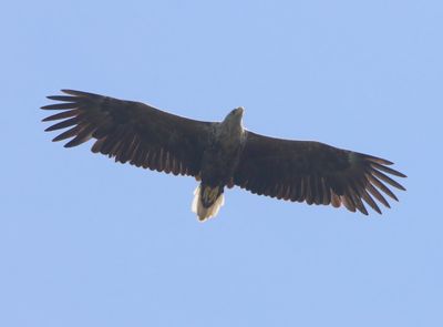Zeearend - White-tailed Eagle