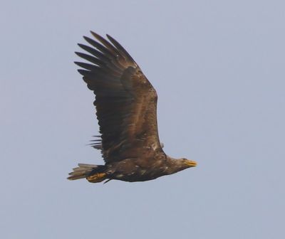 Zeearend - White-tailed Eagle