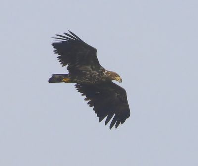 Zeearend - White-tailed Eagle