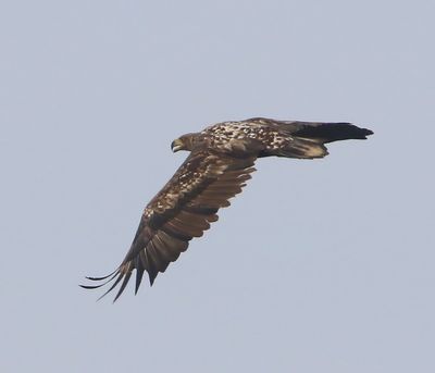 Zeearend - White-tailed Eagle