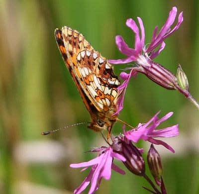 Zilveren Maan - Small Pearl-bordered Fritillary