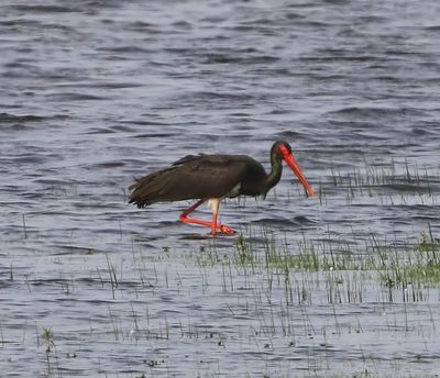 Zwarte Ooievaar - Black Stork