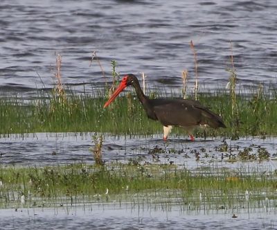 Zwarte Ooievaar - Black Stork