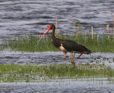 Zwarte Ooievaar - Black Stork