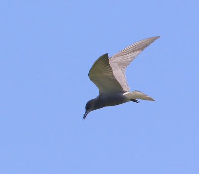 Zwarte Stern - Black Tern