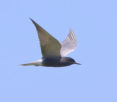 Zwarte Stern - Black Tern