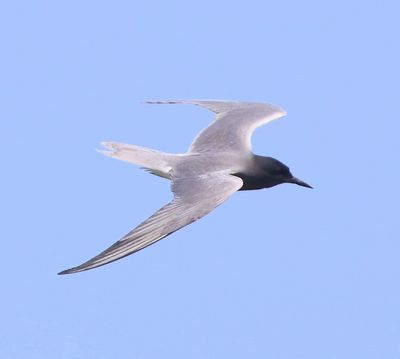 Zwarte Stern - Black Tern